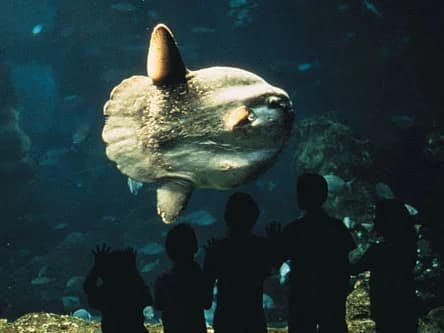 Ingresso e biglietti per Acquario di Barcellona