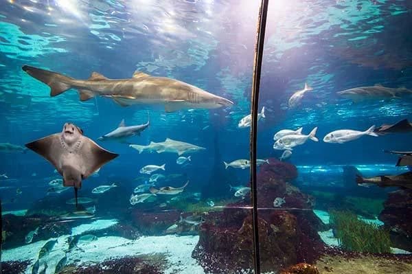 Ingresso e biglietti per Acquario di Barcellona