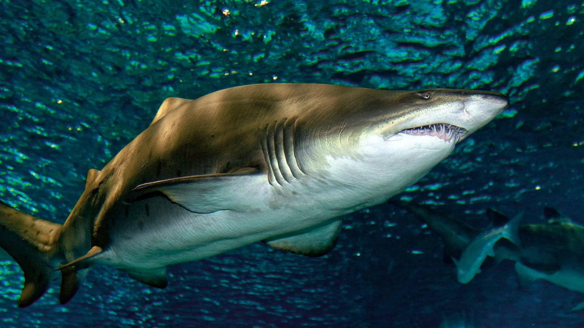 Ingresso e biglietti per Acquario di Barcellona
