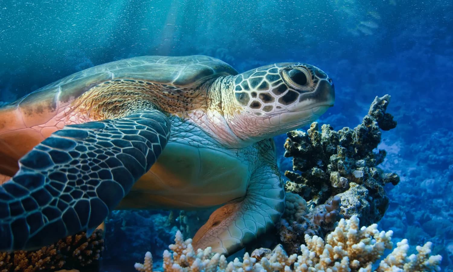 Ingresso e biglietti per Acquario di Livorno