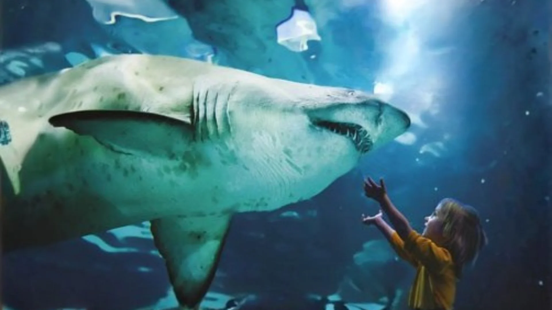 Ingresso e biglietti per ACQUARIO DI CATTOLICA