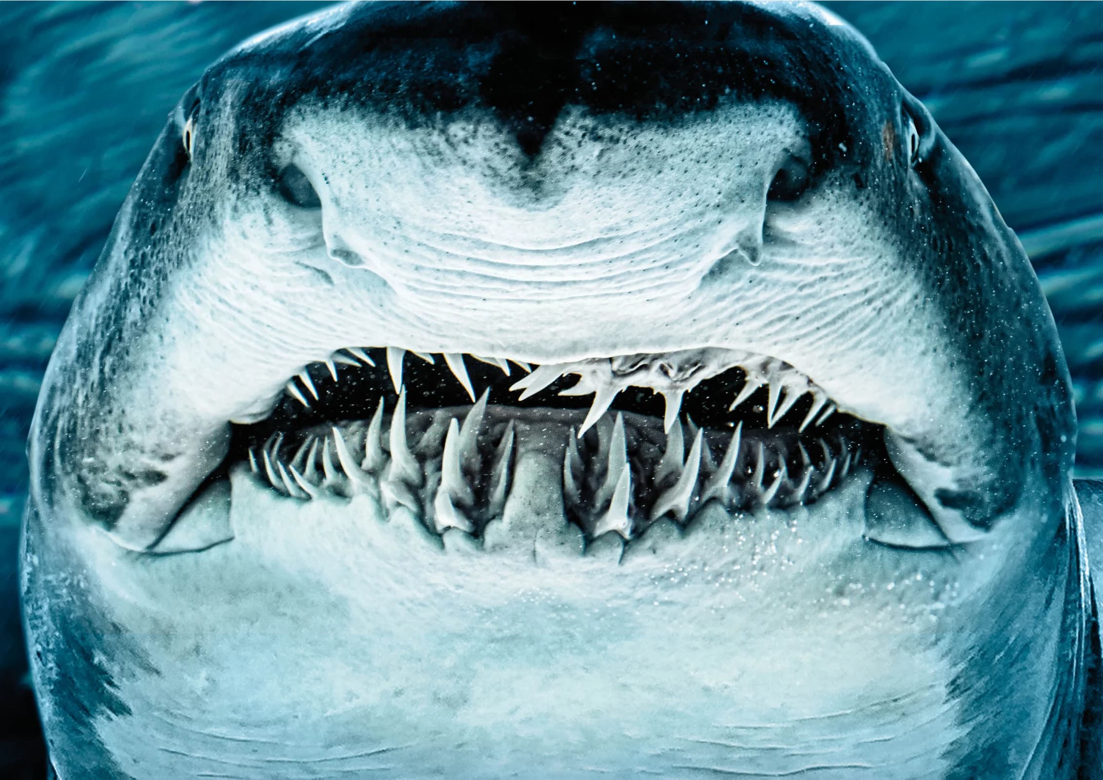 Ingresso e biglietti per ACQUARIO DI CATTOLICA