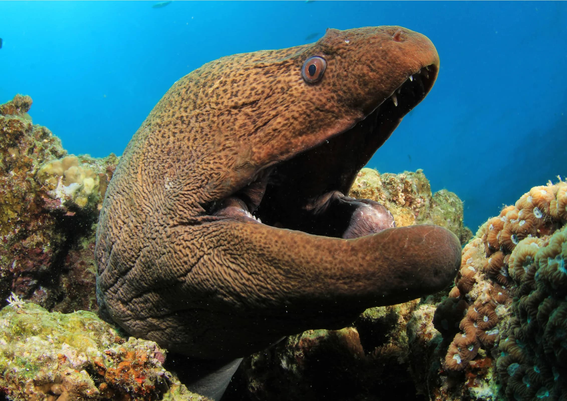Ingresso e biglietti per ACQUARIO DI CATTOLICA