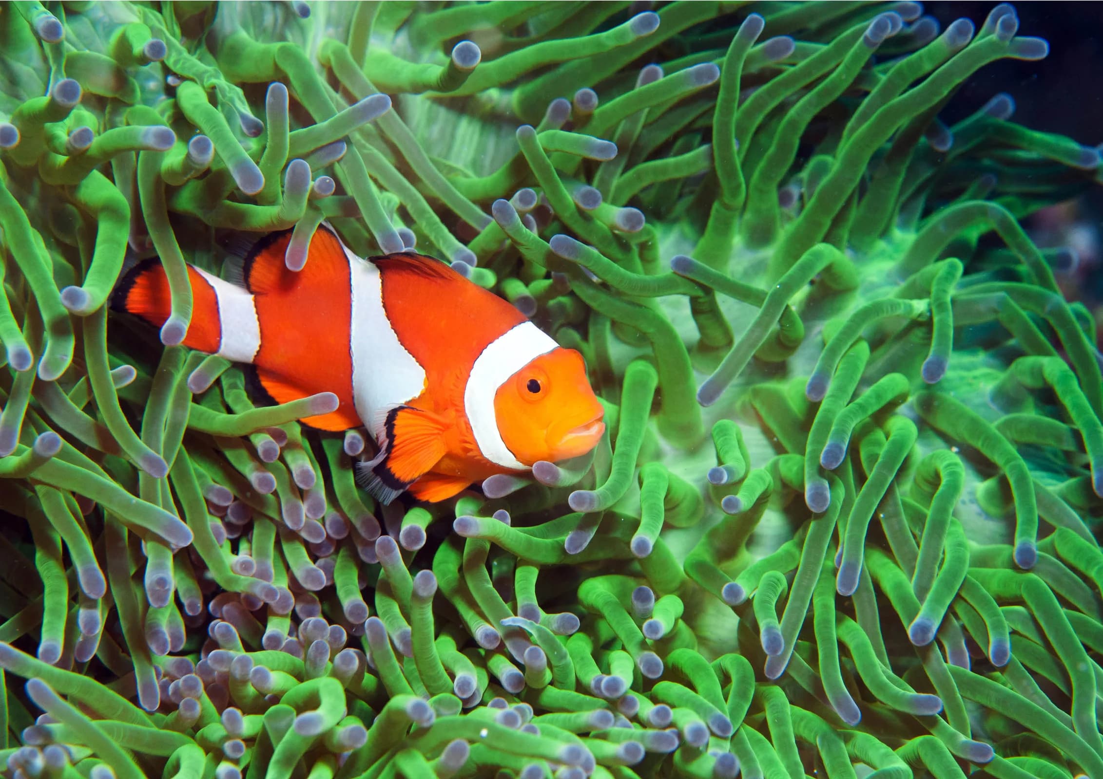 Ingresso e biglietti per ACQUARIO DI CATTOLICA