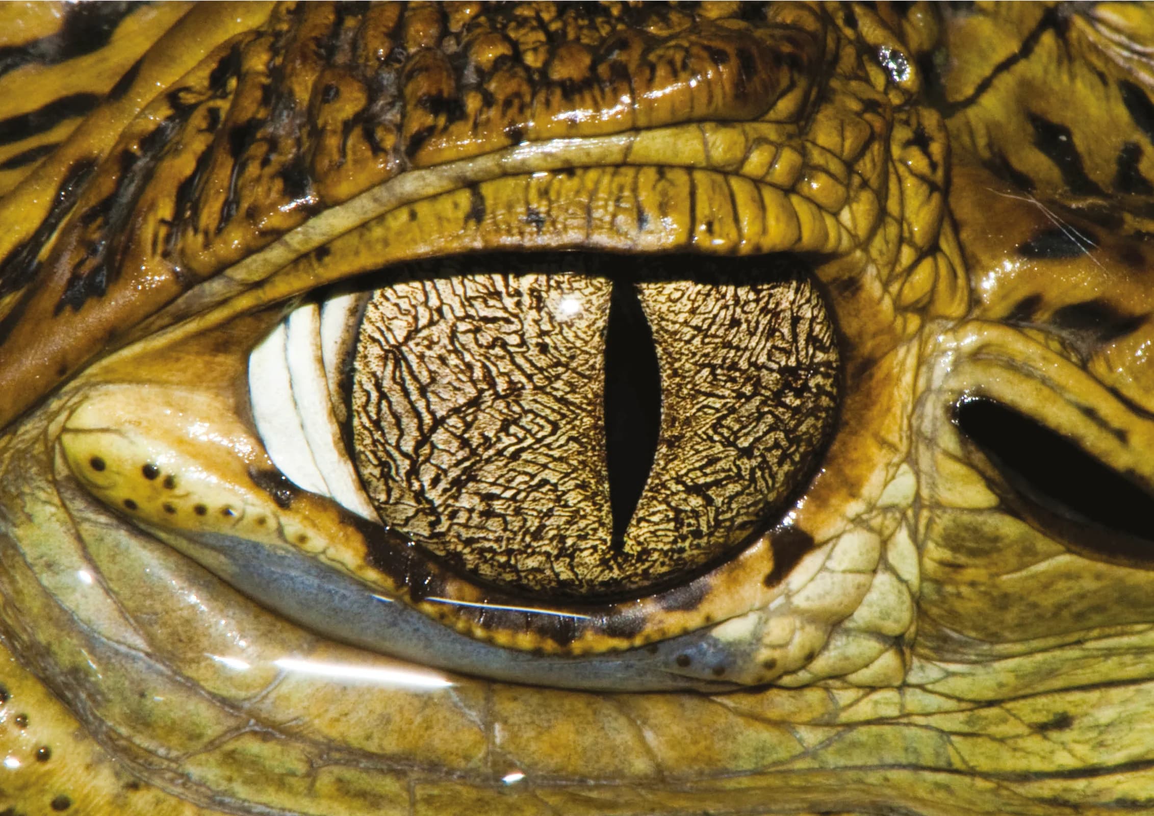 Ingresso e biglietti per ACQUARIO DI CATTOLICA