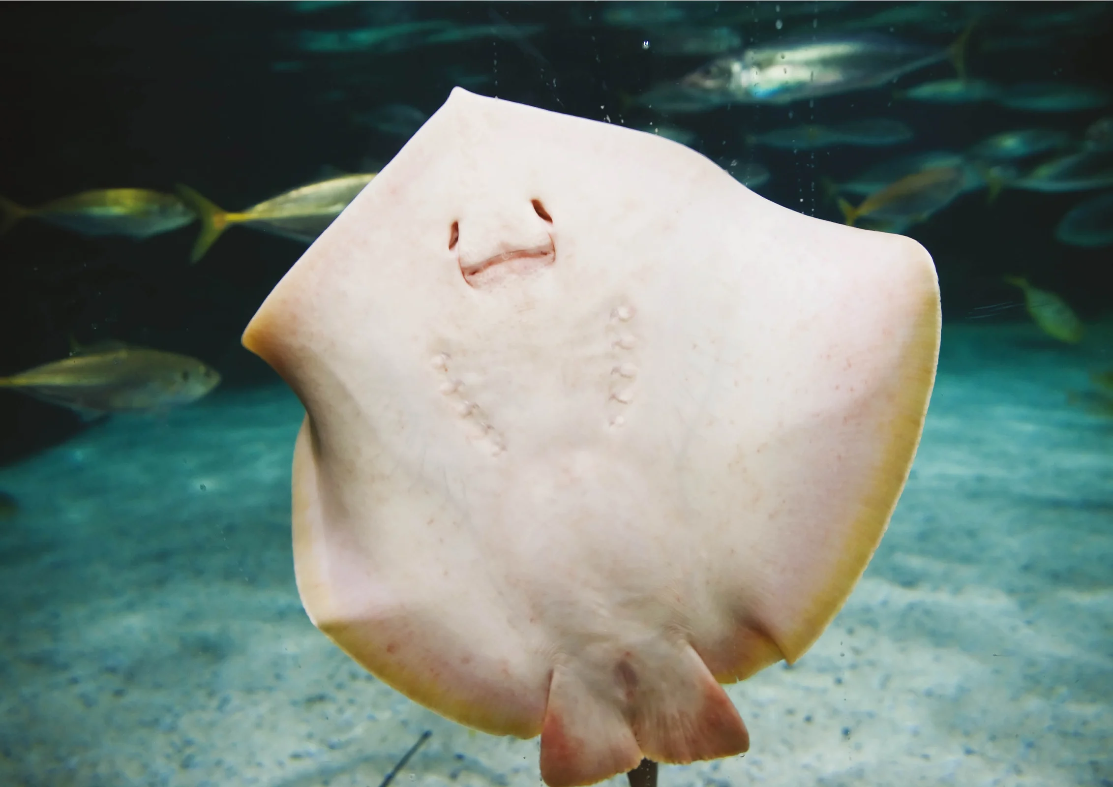 Ingresso e biglietti per ACQUARIO DI CATTOLICA