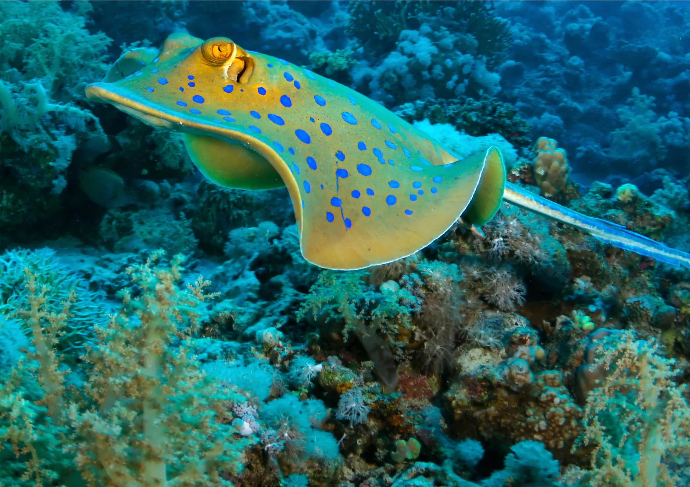 Ingresso e biglietti per ACQUARIO DI CATTOLICA