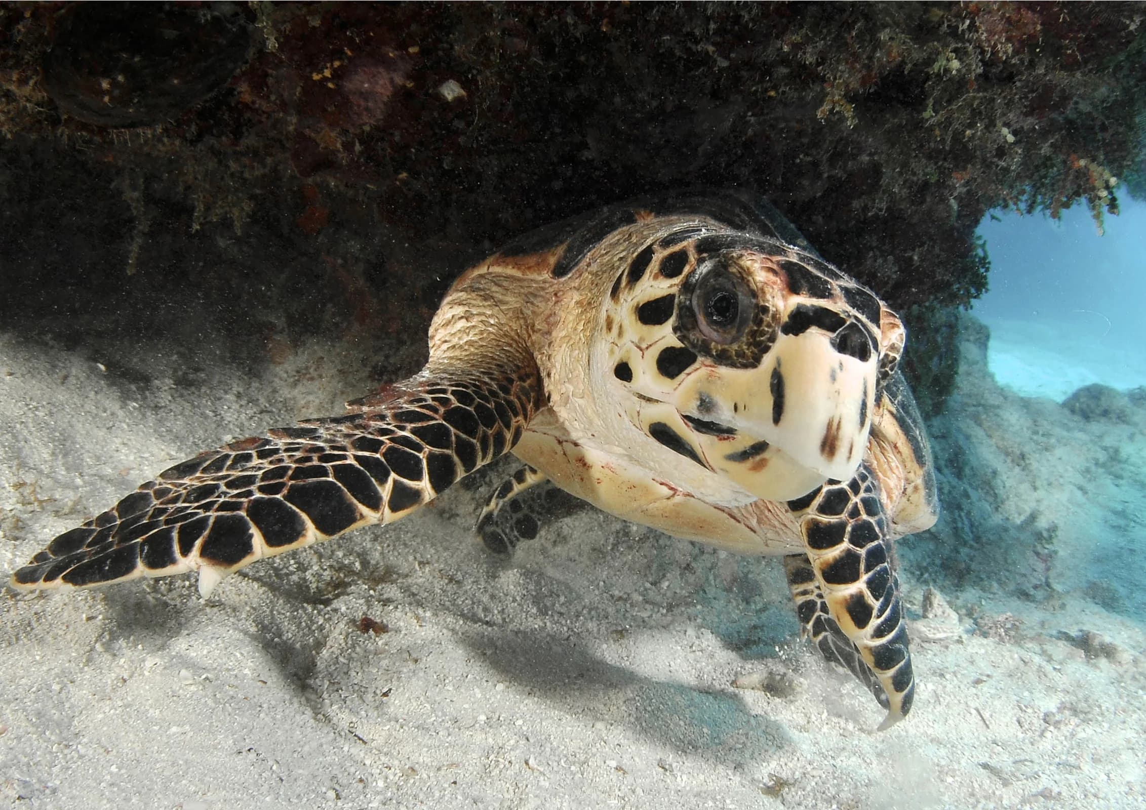Ingresso e biglietti per ACQUARIO DI CATTOLICA