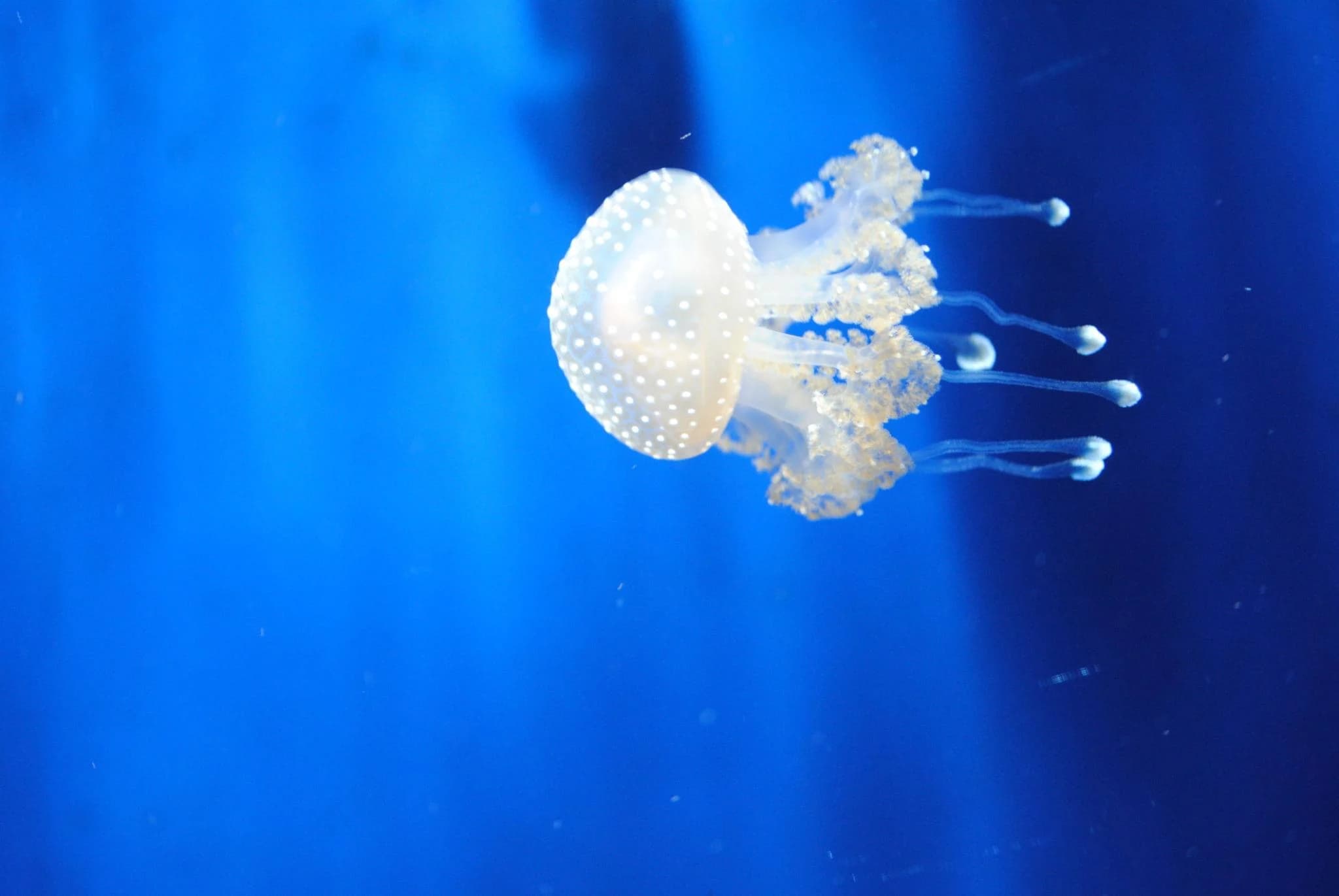 Ingresso e biglietti per Acquario di Genova