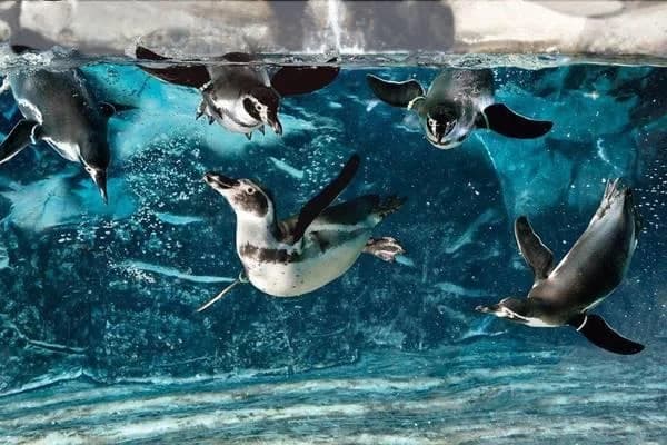 Ingresso e biglietti per Acquario di Genova