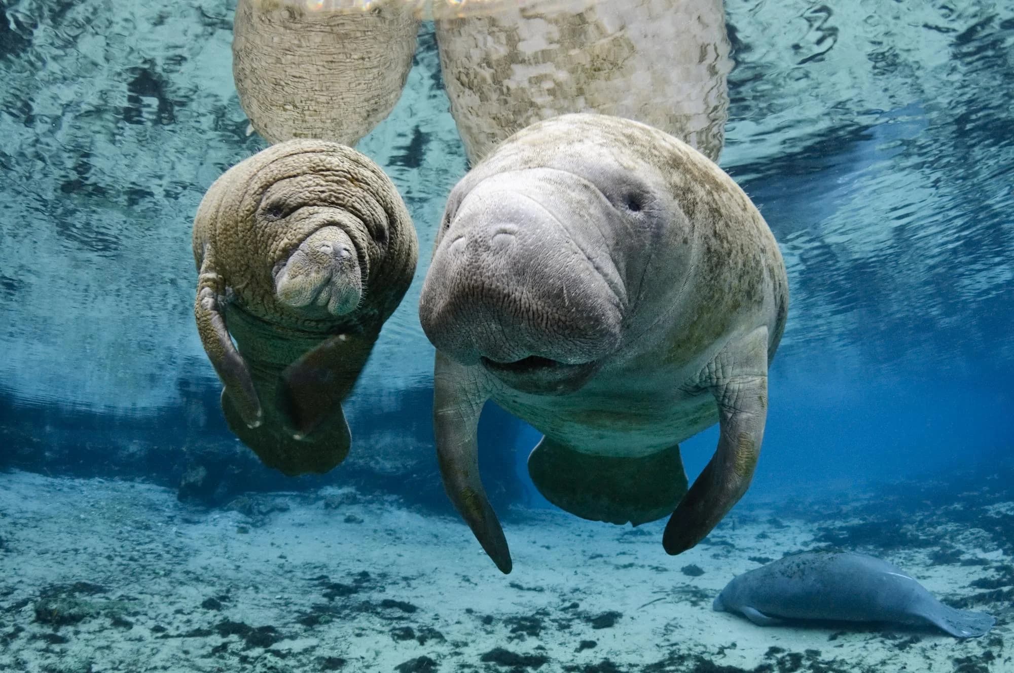 Ingresso e biglietti per Acquario di Genova