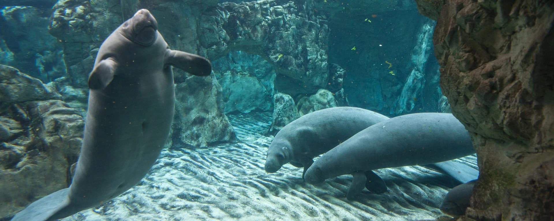 Ingresso e biglietti per Acquario di Genova