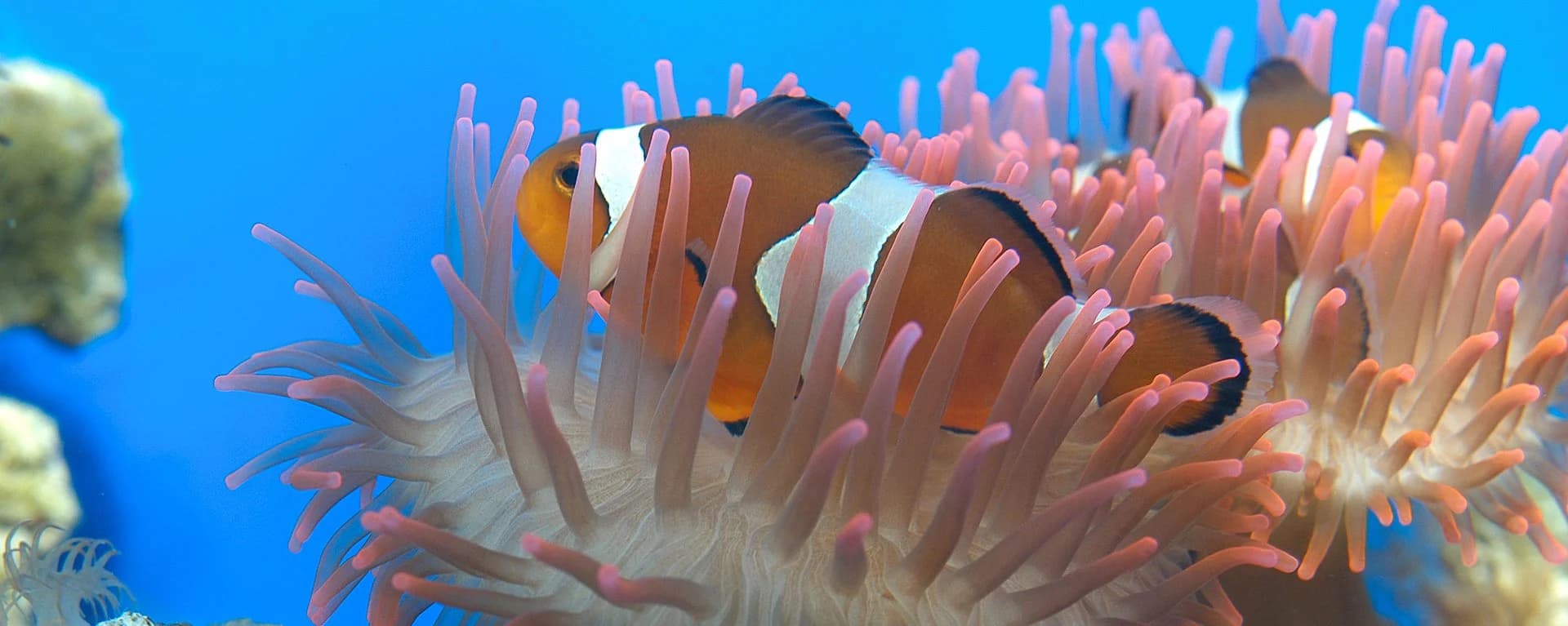 Ingresso e biglietti per Acquario di Genova