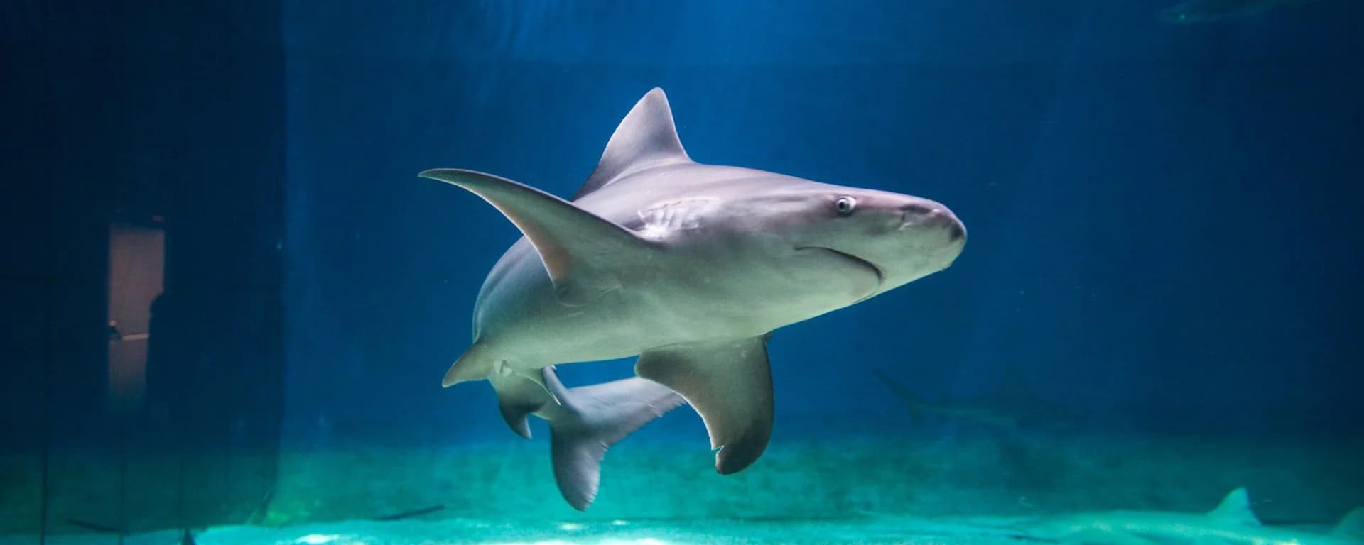 Ingresso e biglietti per Acquario di Genova