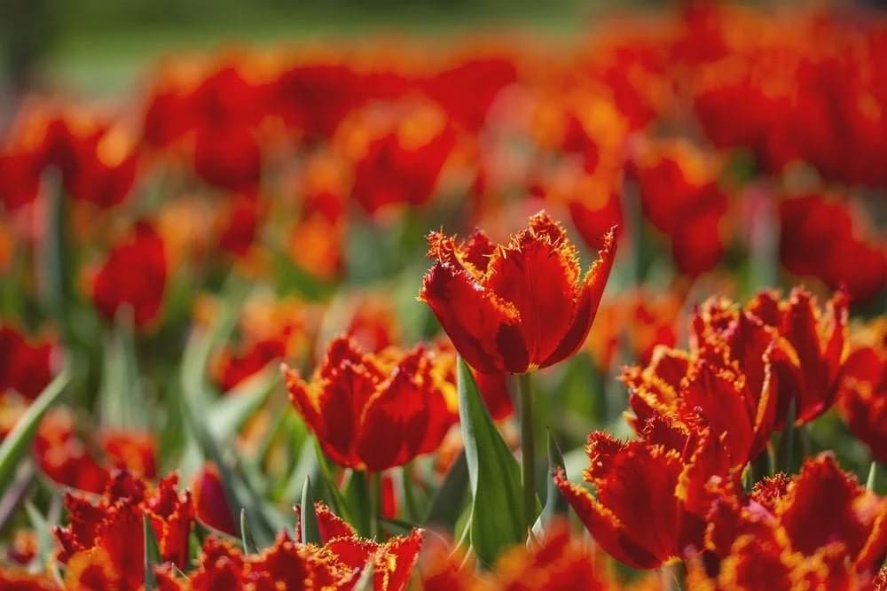 Ingresso e biglietti per Parco Giardino Sigurtà