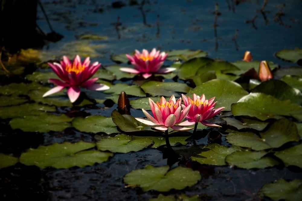 Ingresso e biglietti per Parco Giardino Sigurtà