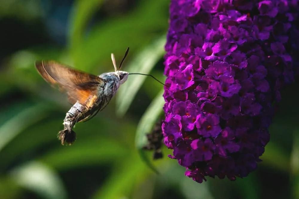 Ingresso e biglietti per Parco Giardino Sigurtà