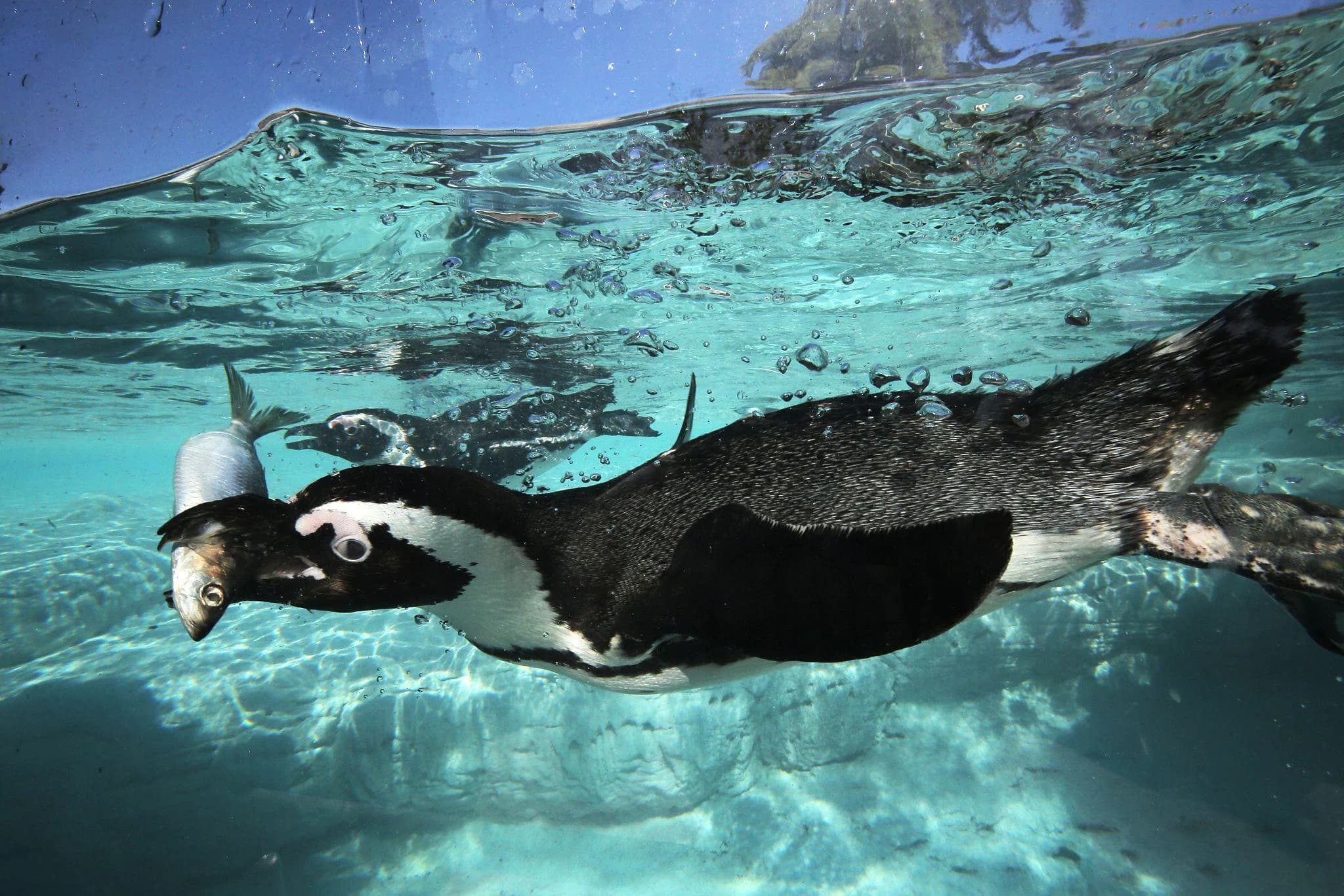 Ingresso e biglietti per Zoom Torino