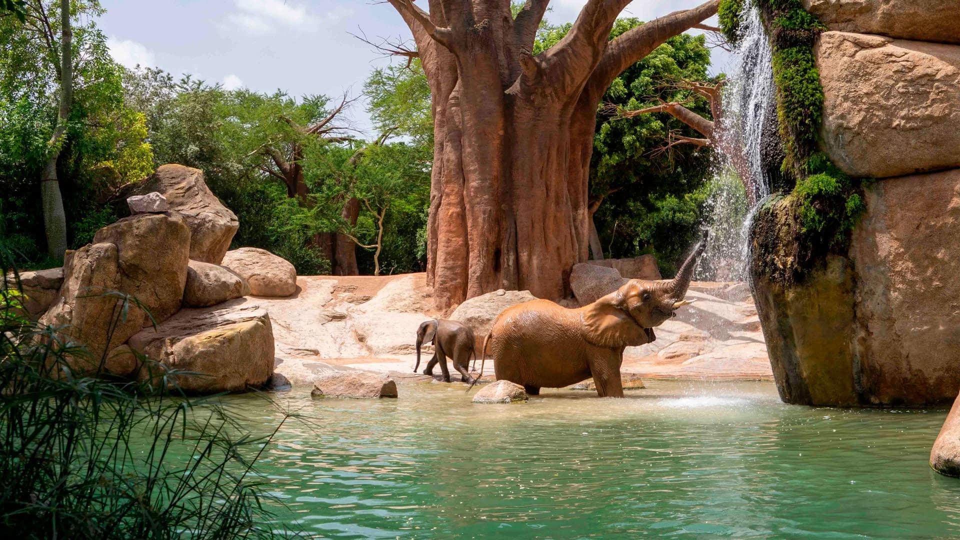 Ingresso e biglietti per Bioparc Valencia