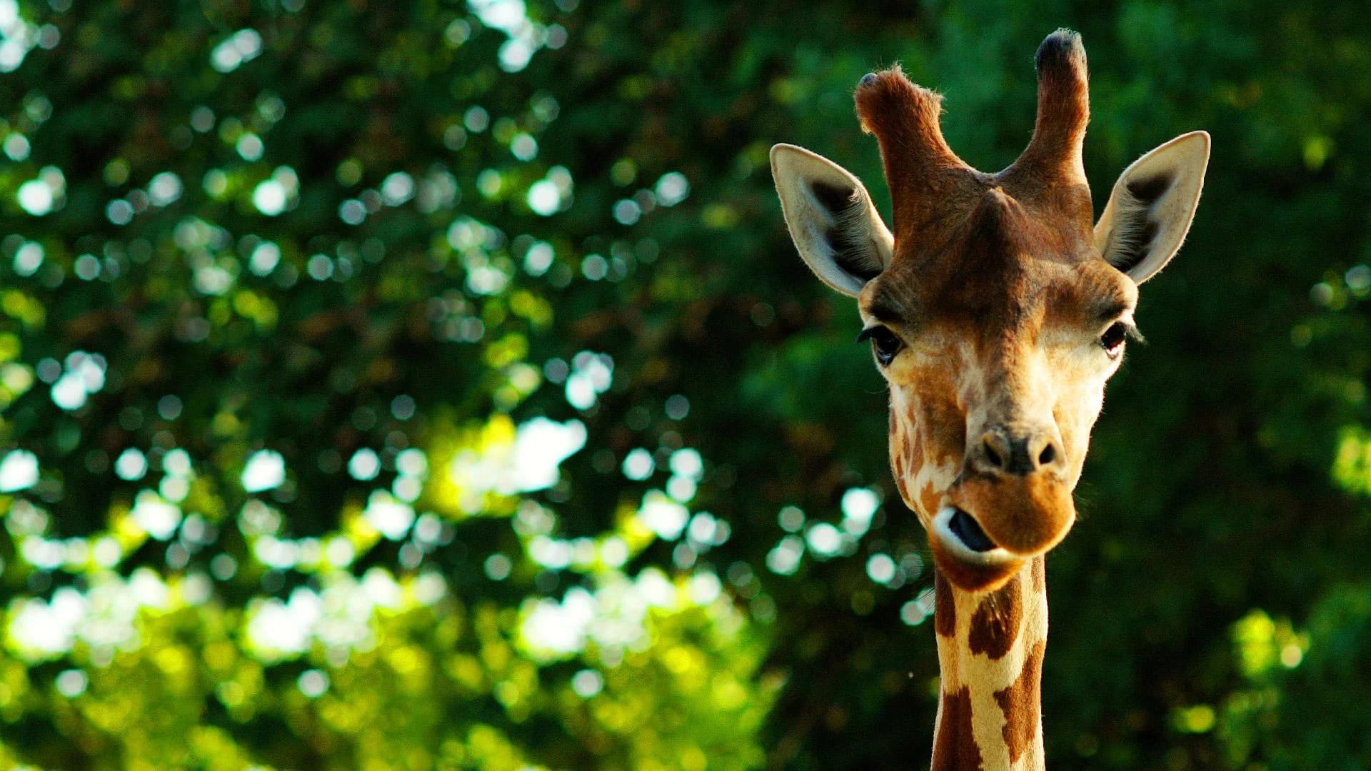 Ingresso e biglietti per BIOPARCO ROMA
