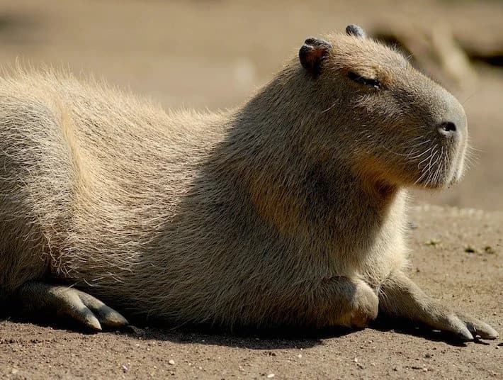 Ingresso e biglietti per BIOPARCO ROMA