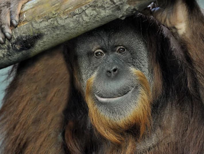 Ingresso e biglietti per BIOPARCO ROMA