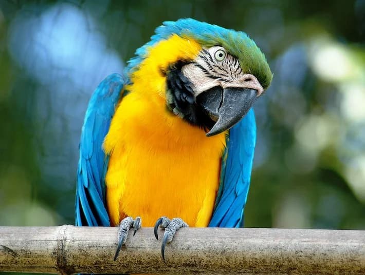 Ingresso e biglietti per BIOPARCO ROMA