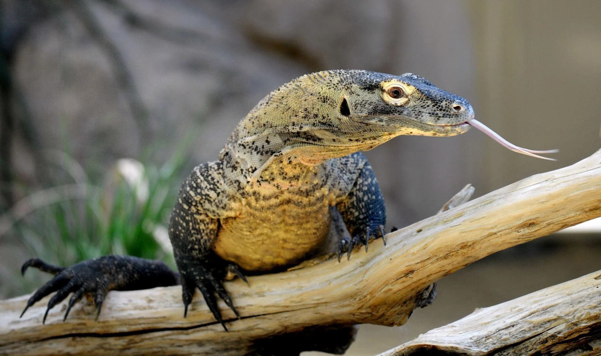 Ingresso e biglietti per BIOPARCO ROMA