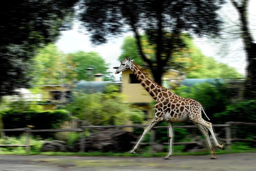 Ingresso e biglietti per BIOPARCO ROMA
