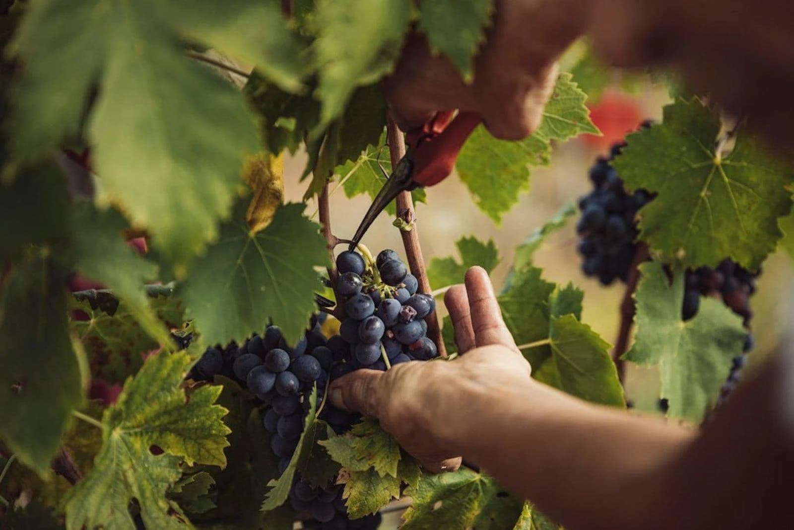Ingresso e biglietti per Tour Chianti con Degustazione Vini e Visita a 2 Borghi