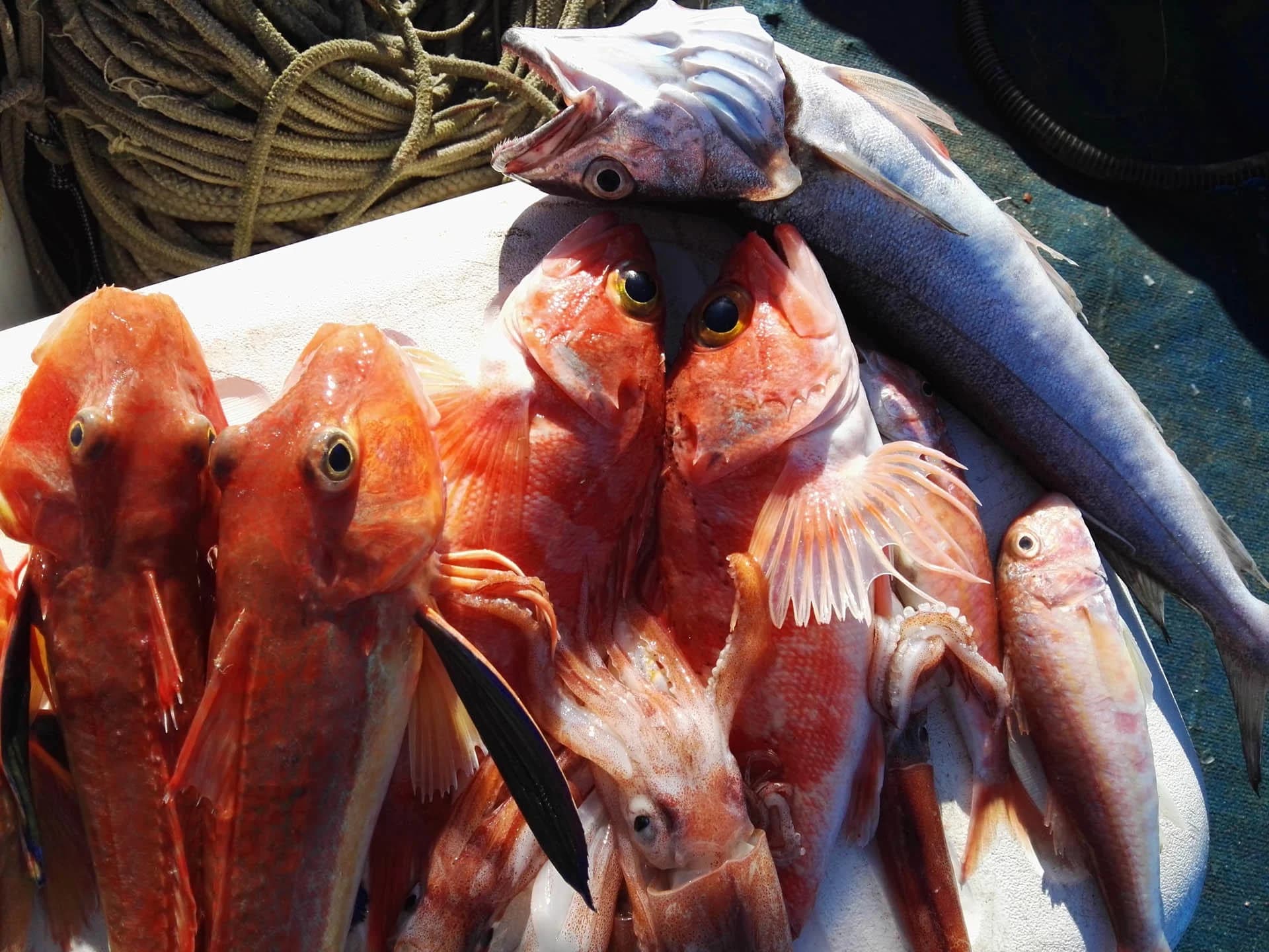 Ingresso e biglietti per Esperienza di pesca a Capri
