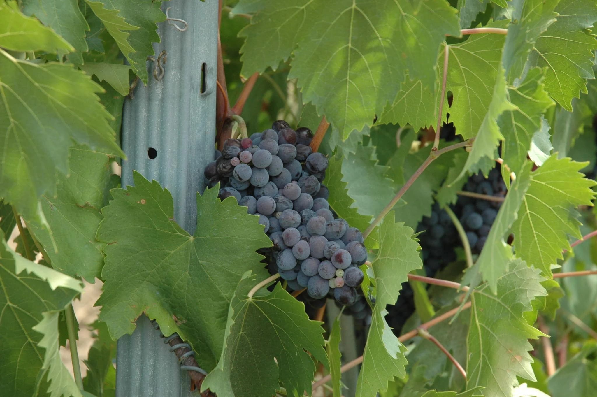 Ingresso e biglietti per Esperienza Toscana: Pisa, Siena, San Gimignano