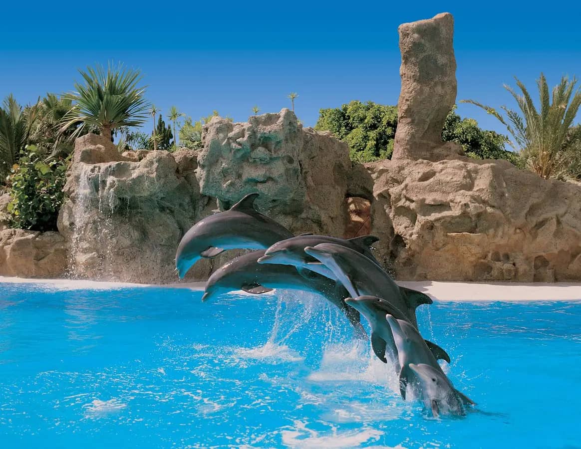 Loro Parque: Biglietto d'ingresso