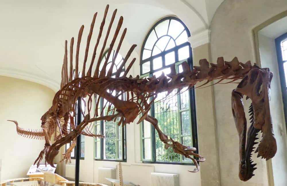 Ingresso e biglietti per Museo di Storia Naturale: Biglietto d'ingresso e audioguida digitale