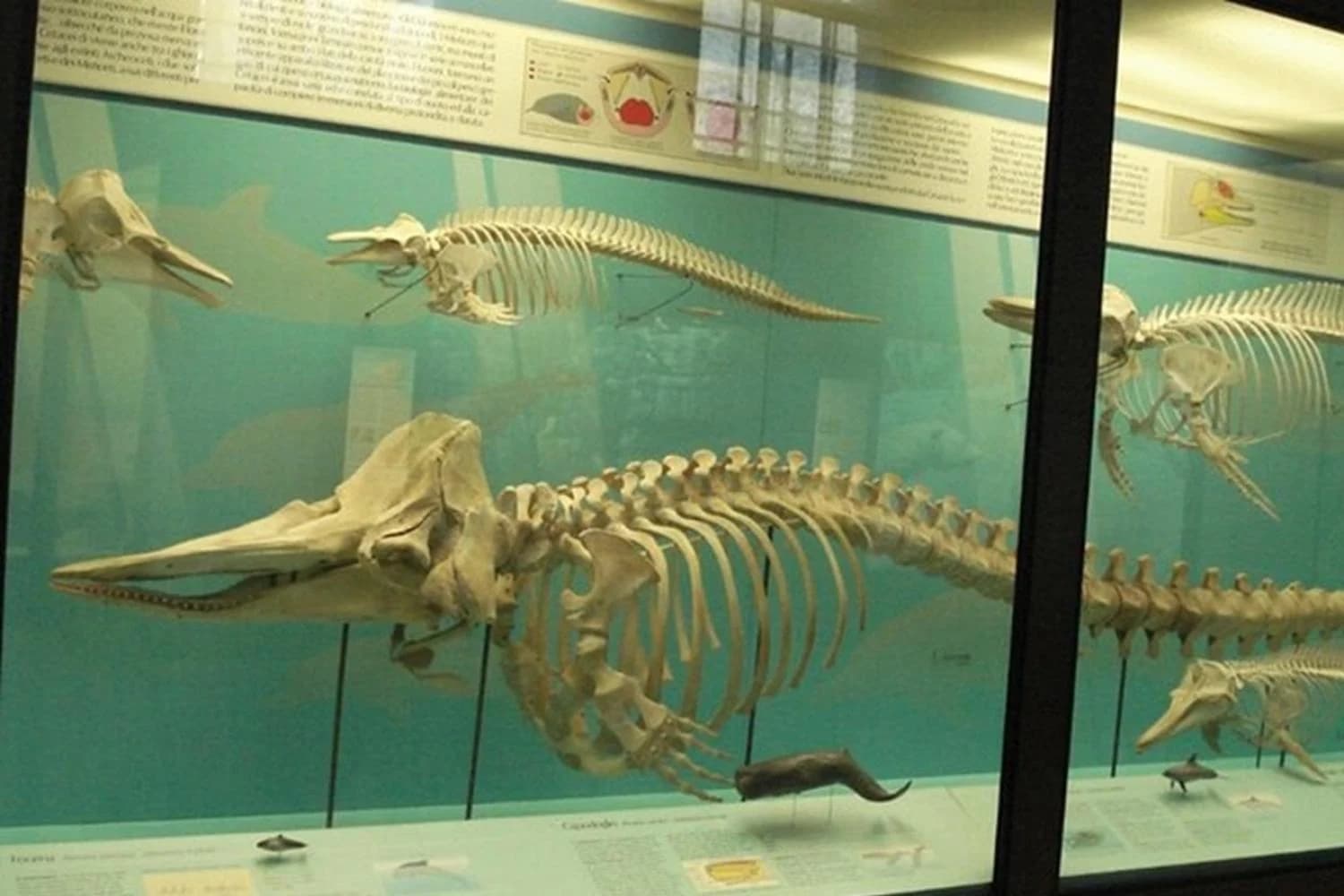 Ingresso e biglietti per Museo di Storia Naturale: Biglietto d'ingresso e audioguida digitale
