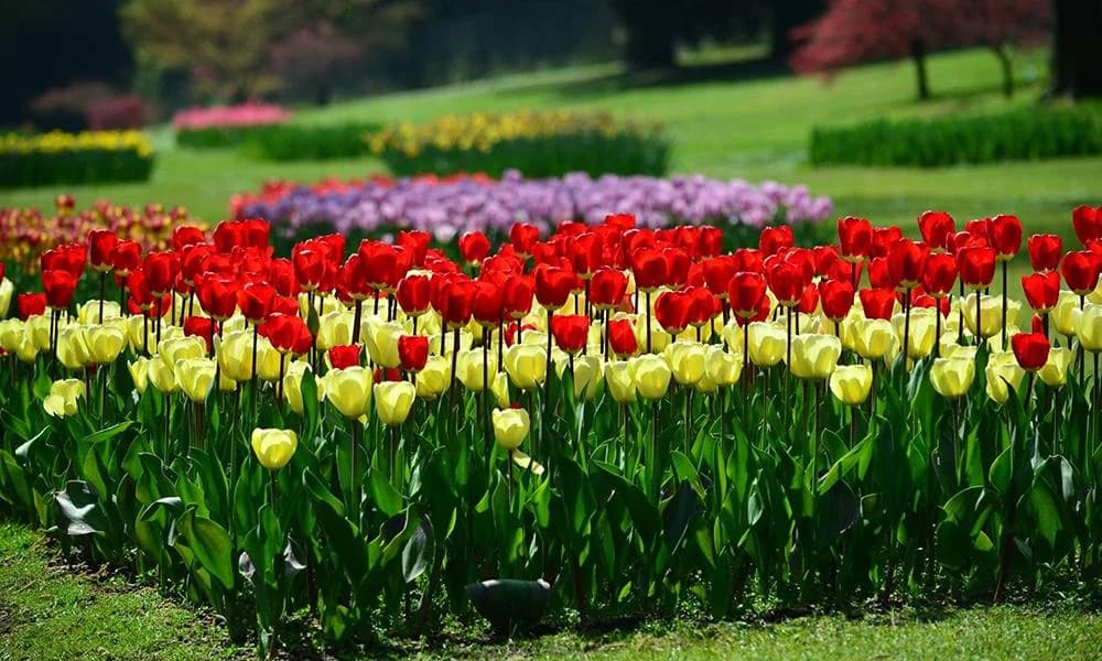 Ingresso e biglietti per Parco Giardino Sigurtà