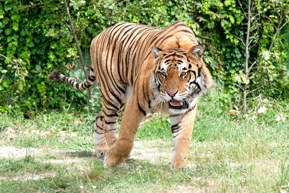 Ingresso e biglietti per SAFARI RAVENNA