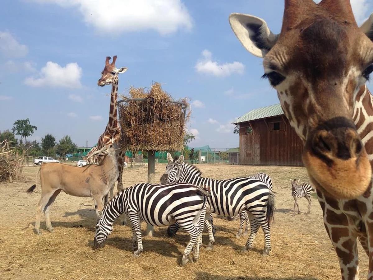 Ingresso e biglietti per SAFARI RAVENNA