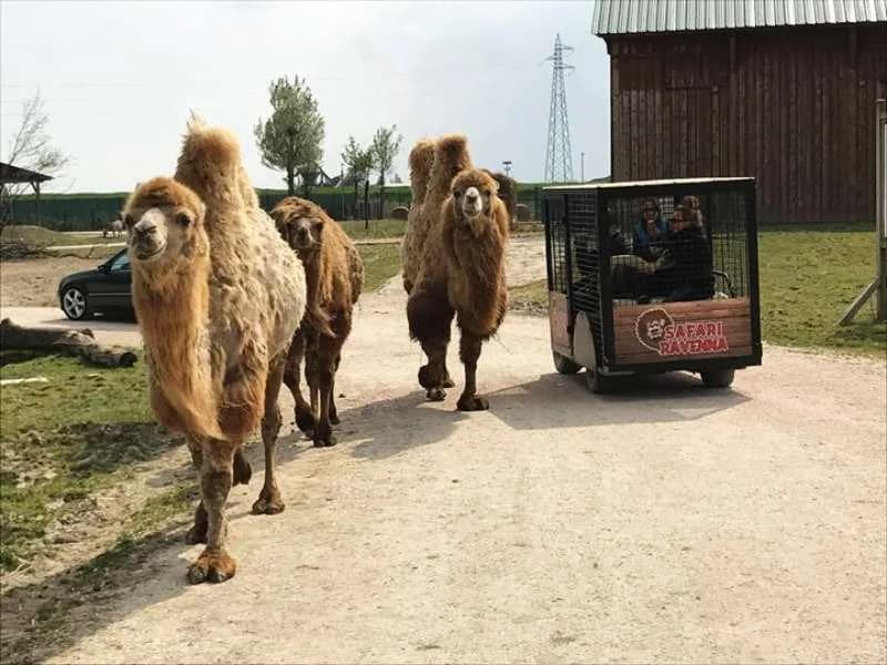 Ingresso e biglietti per SAFARI RAVENNA