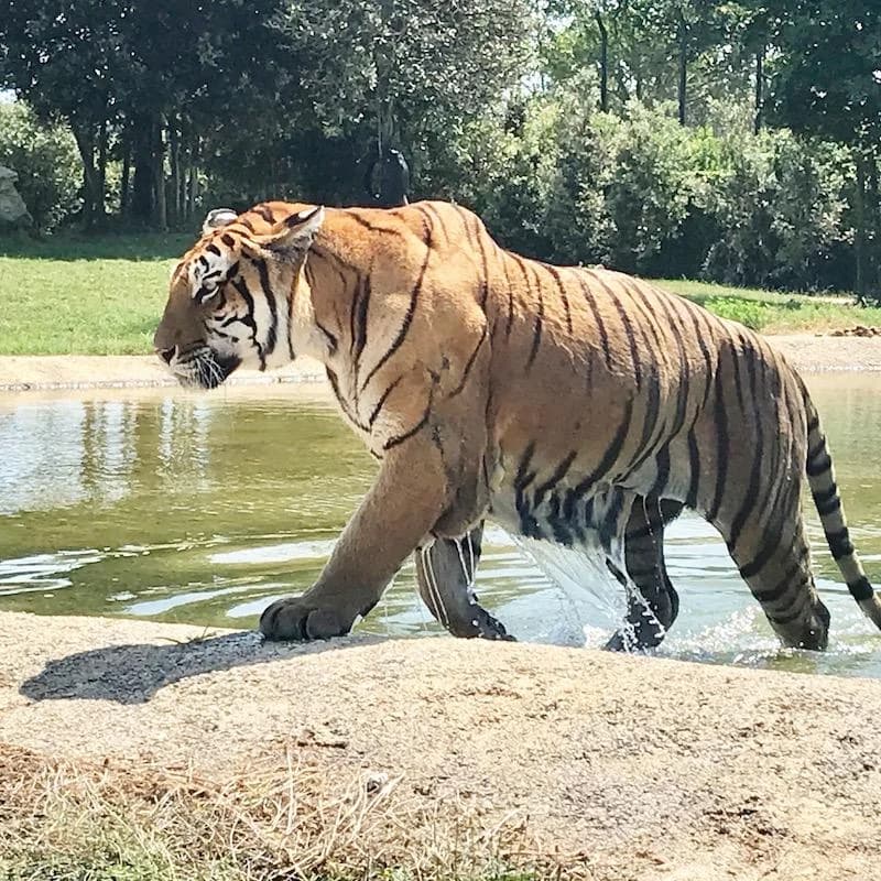 Ingresso e biglietti per SAFARI RAVENNA