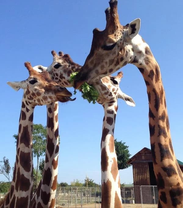 Ingresso e biglietti per SAFARI RAVENNA
