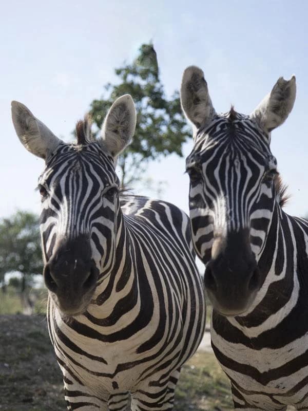 Ingresso e biglietti per SAFARI RAVENNA