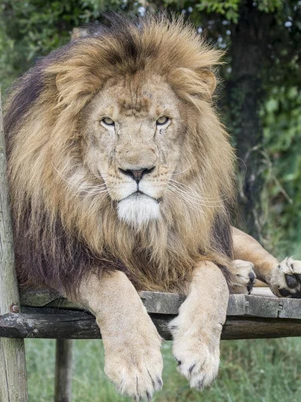 Ingresso e biglietti per SAFARI RAVENNA