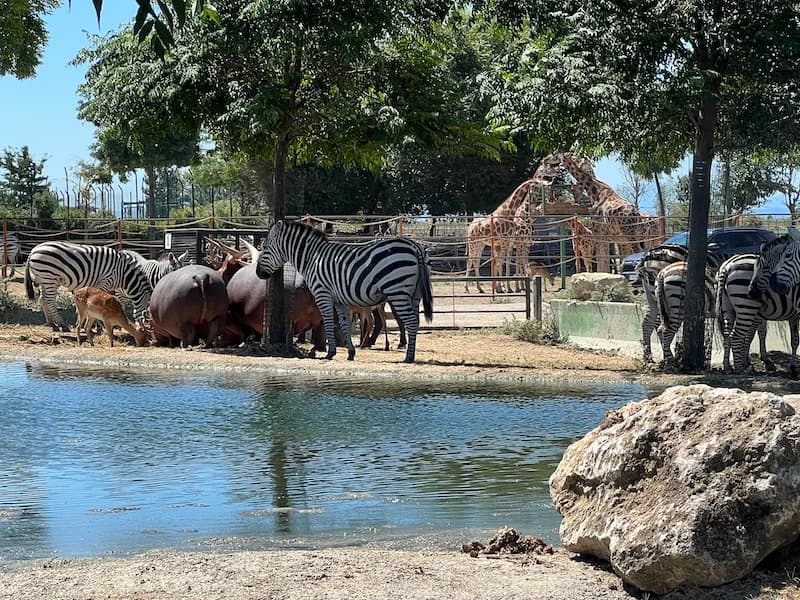 Ingresso e biglietti per SAFARI RAVENNA
