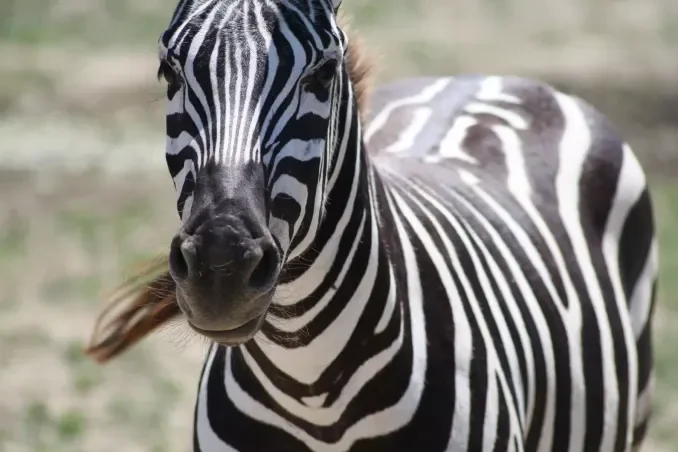 Ingresso e biglietti per SAFARI RAVENNA
