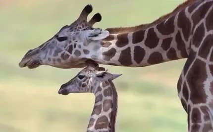 Ingresso e biglietti per SAFARI RAVENNA