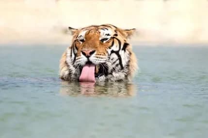 Ingresso e biglietti per SAFARI RAVENNA