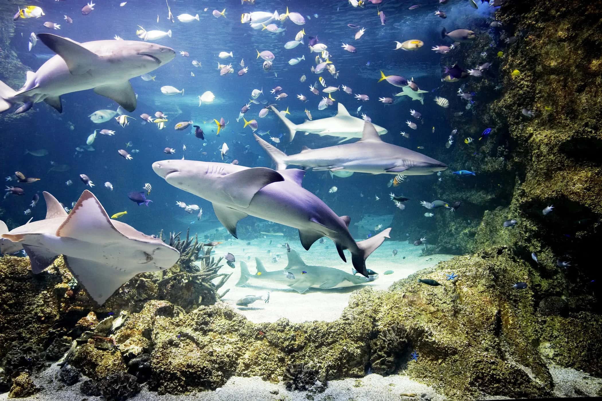 Ingresso e biglietti per SEA LIFE London Aquarium