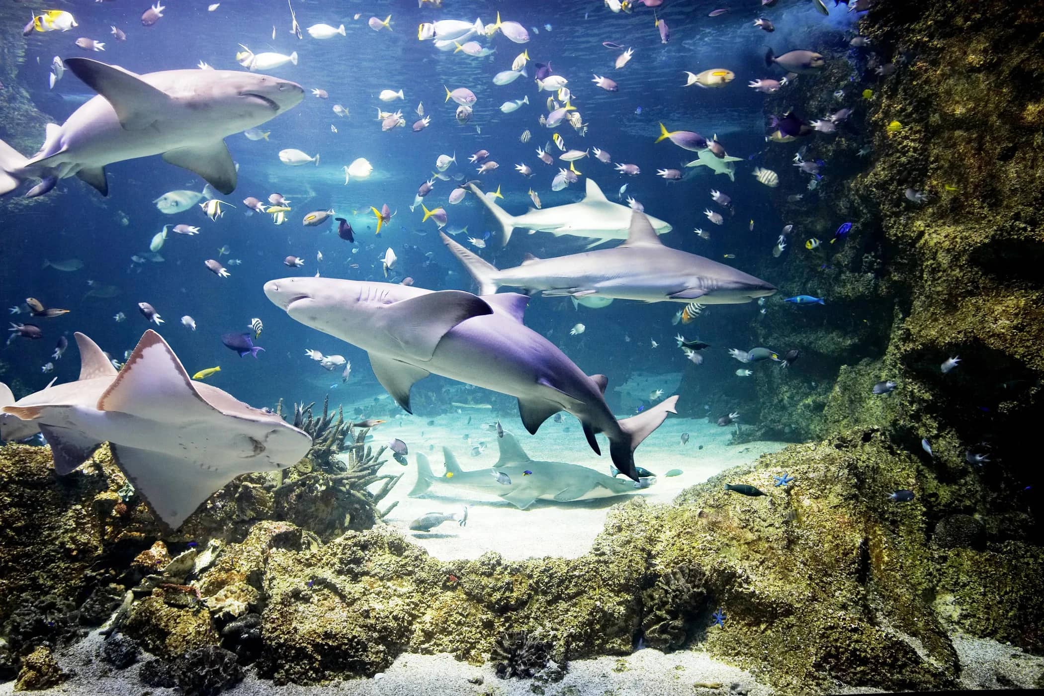 SEA LIFE London Aquarium