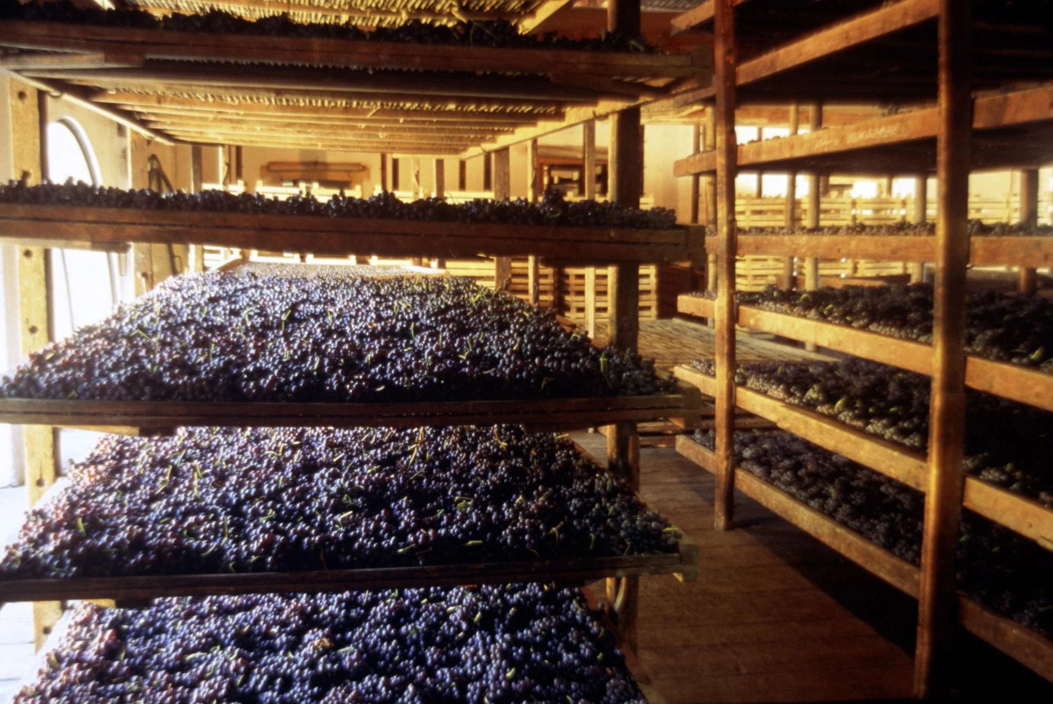 Ingresso e biglietti per Tour di degustazione dell'Amarone da Verona